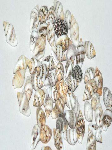 贝壳辅料-米螺