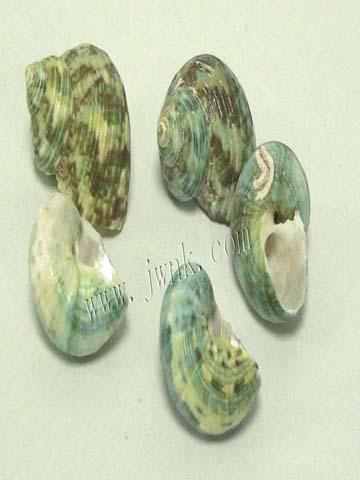 贝壳辅料-绿螺